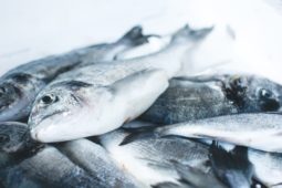 Cuándo introducir el pescado a tu bebé