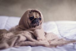 ¿Cómo puedes aliviar los síntomas del resfriado? 1