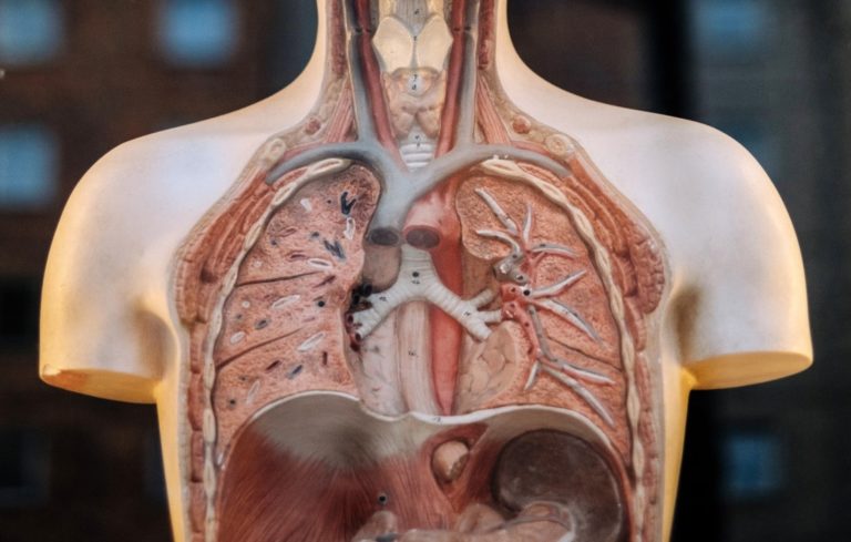 ¿Cuántos tipos de tuberculosis hay?