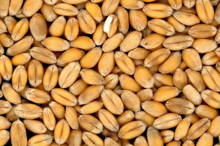 Los cereales integrales son la opción más saludable. ¿Sabes por qué?